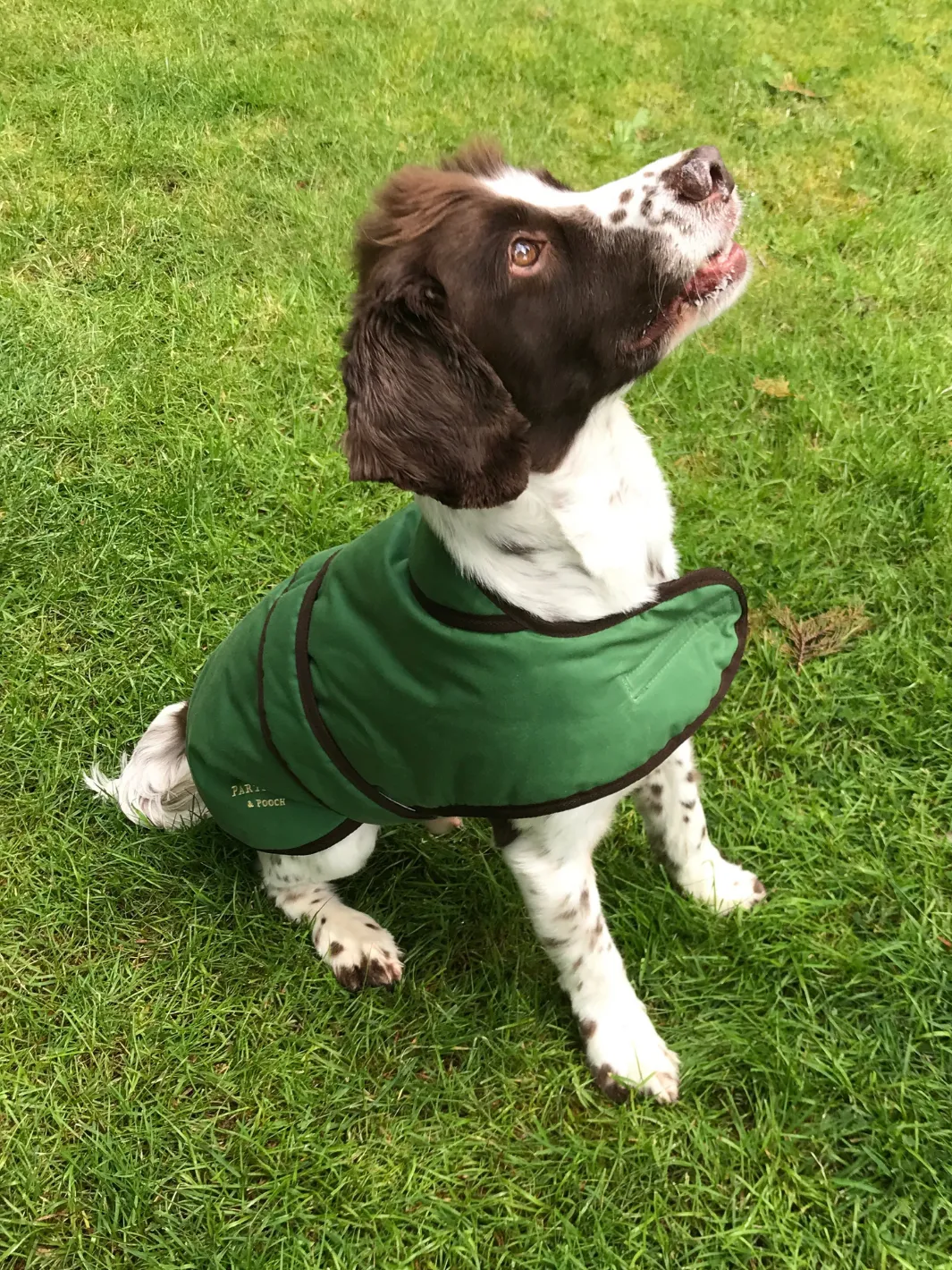 Dog Coat - Grass Green Wax