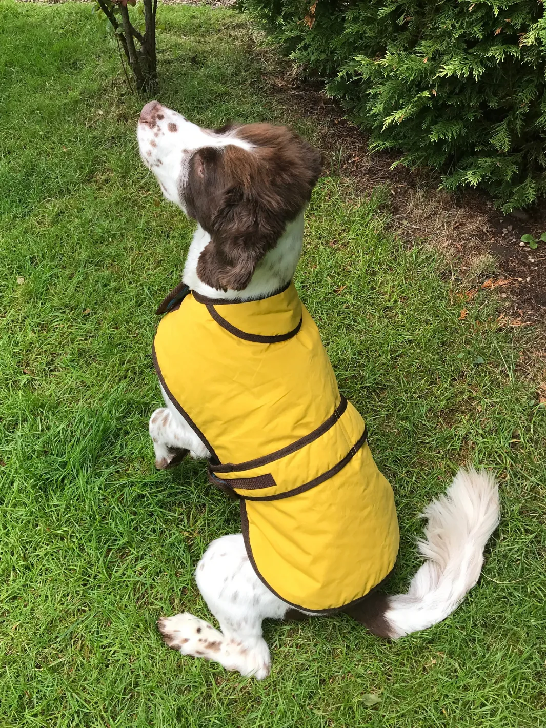 Dog Coat - Sunflower Yellow Wax