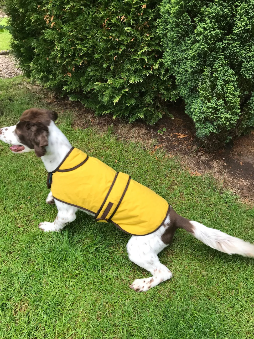 Dog Coat - Sunflower Yellow Wax