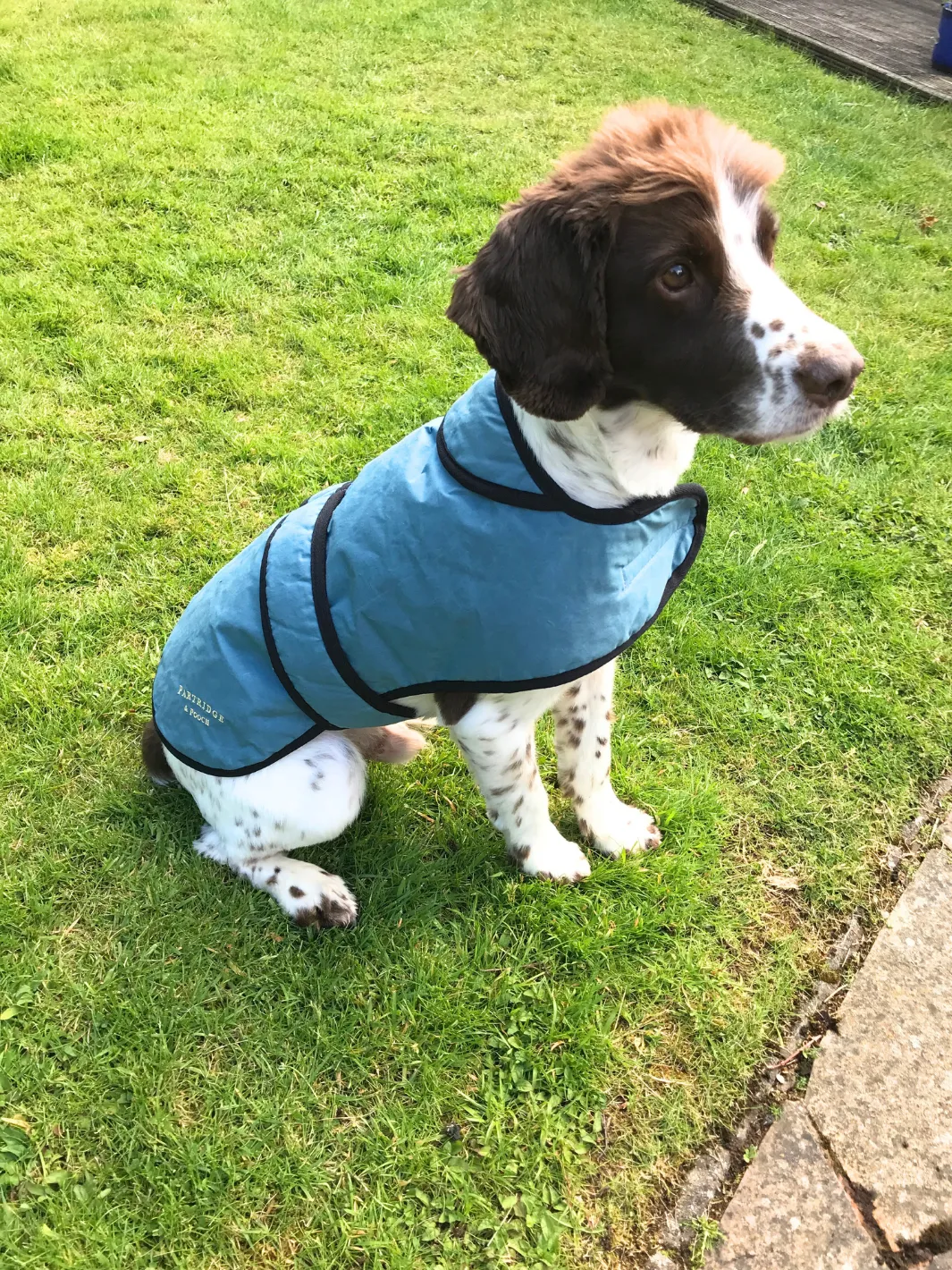 Dog Coat - Teal Wax