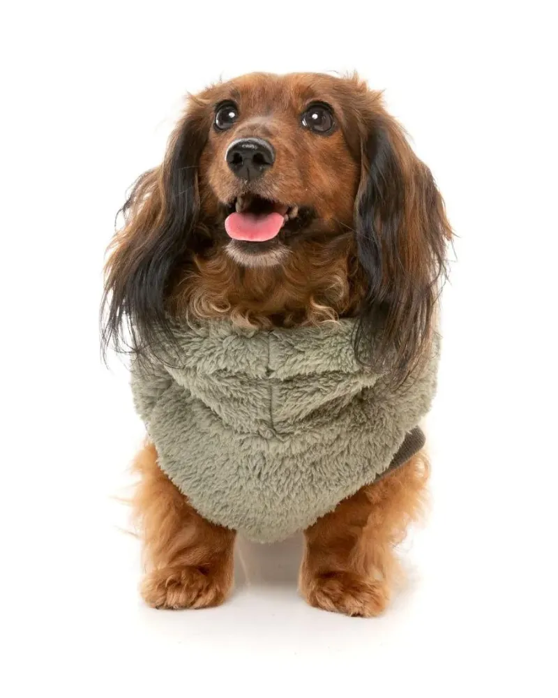 Turtle Teddy Dog Fleece in Rosemary